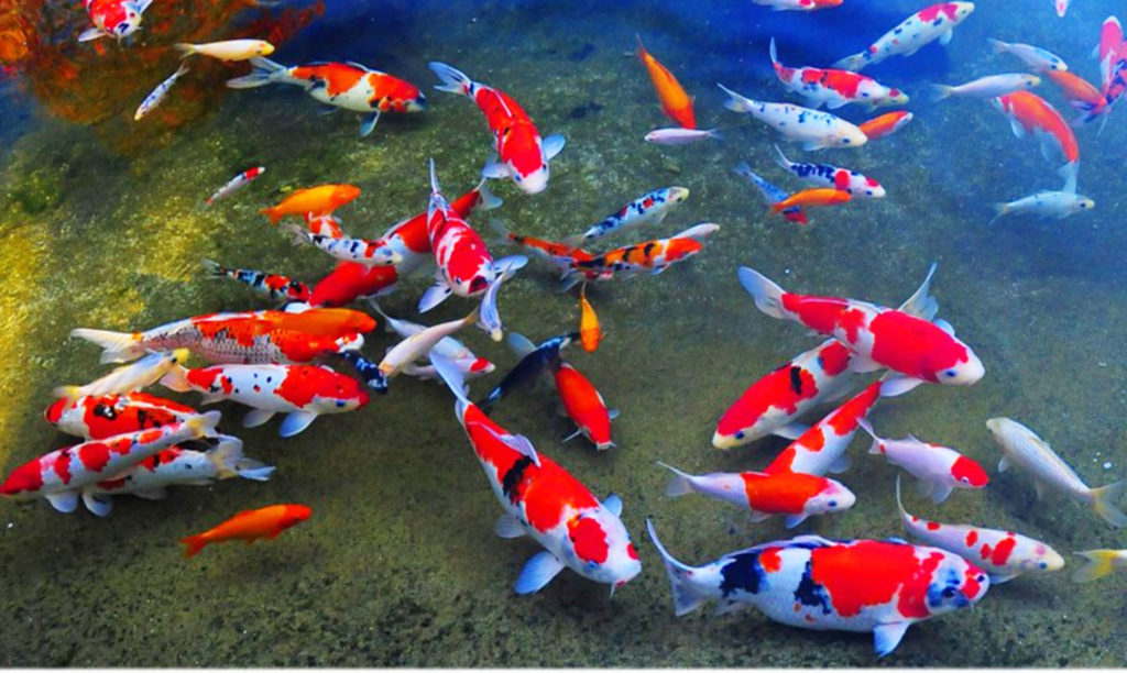 information20about20importing20koi20fish20-3