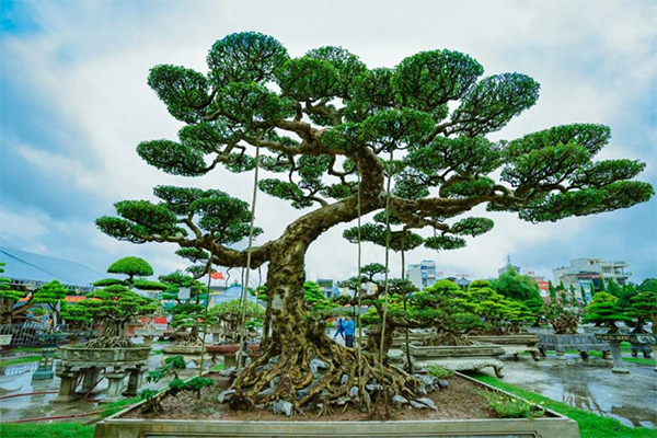 quy-dinh-ve-xuat-nhap-khau-cay-canh-1 Văn bản quy định về xuất nhập khẩu cây cảnh