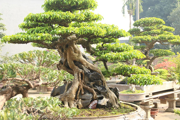 quy-dinh-ve-xuat-nhap-khau-cay-canh1 Văn bản quy định về xuất nhập khẩu cây cảnh