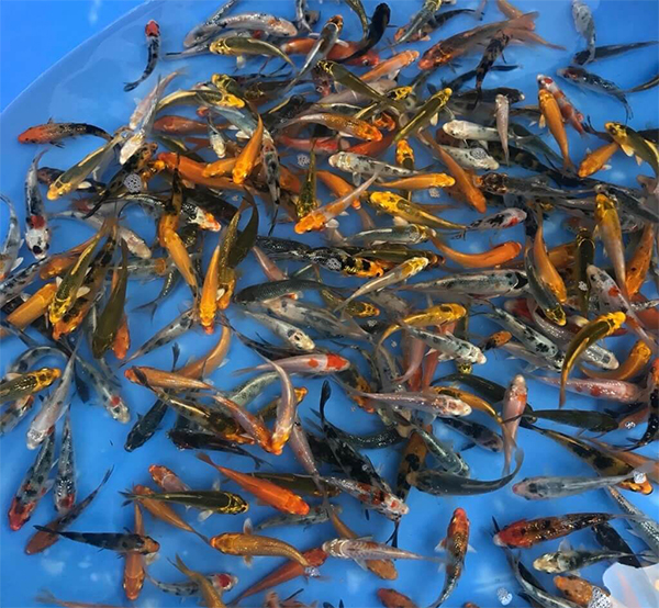 thu-tuc-nhap-khau-ca-koi-giong1 Thủ tục nhập khẩu cá koi giống