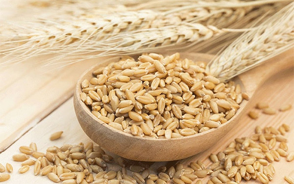 Thủ tục nhập khẩu hạt Malt