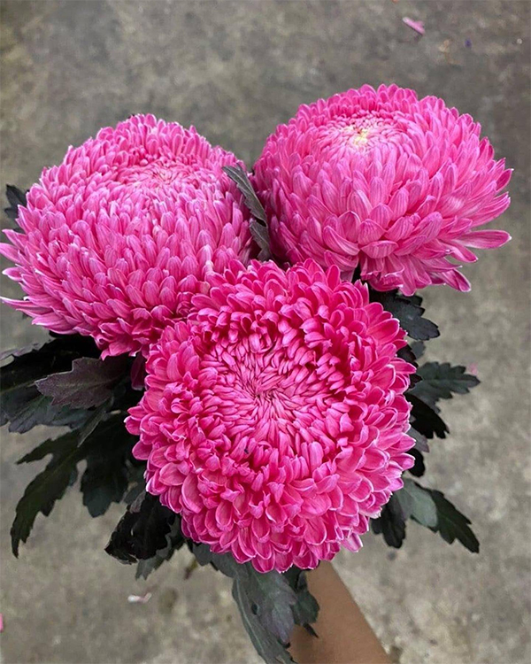 thu-tuc-nhap-khau-hoa-tuoi Thủ tục nhập khẩu hoa tươi