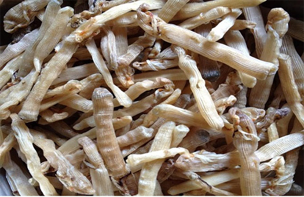 Thủ tục nhập khẩu sá sùng khô