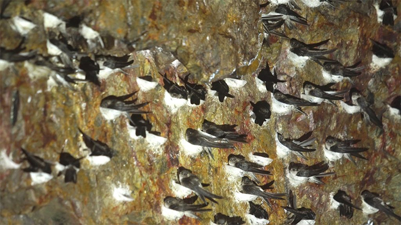 Thủ tục nhập khẩu tổ yến