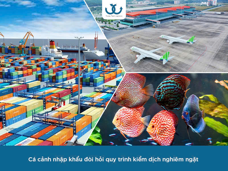 Nhập khẩu cá cảnh