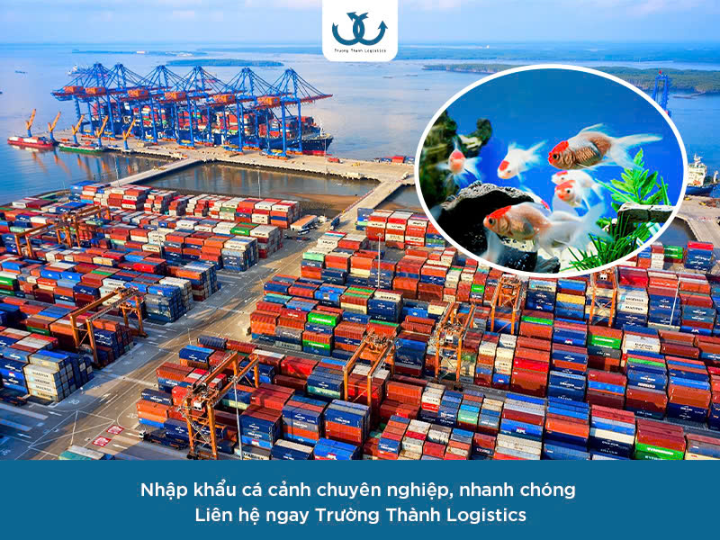 Nhập khẩu cá cảnh 