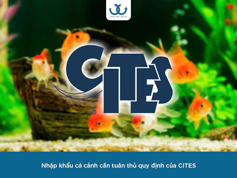 Nhập khẩu cá cảnh 