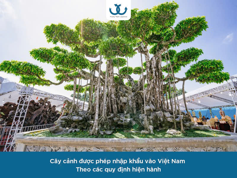 Nhập khẩu cây cảnh về Việt Nam