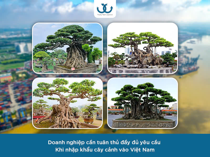 Nhập khẩu cây cảnh về Việt Nam 