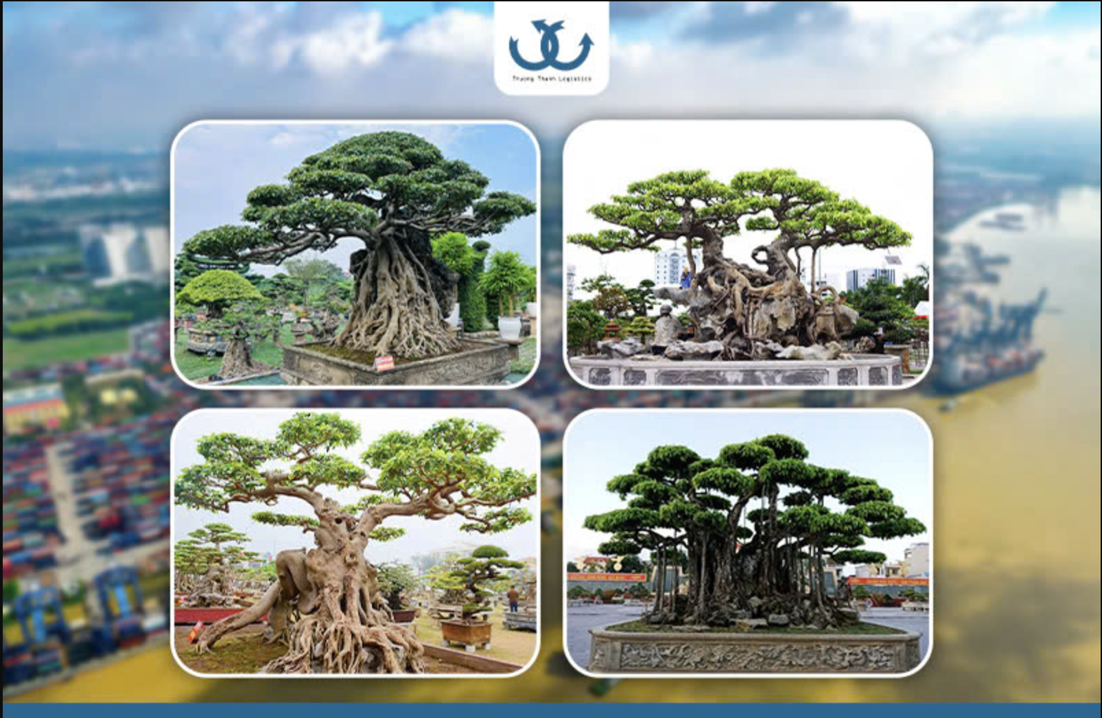 Importing ornamental plants and animals: Contact Truong Thanh Logistics now
